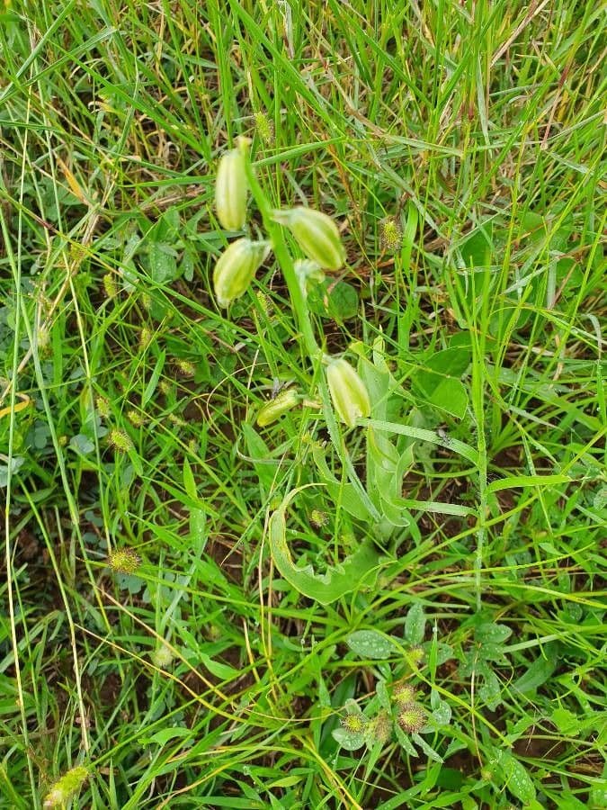 Albuka 11