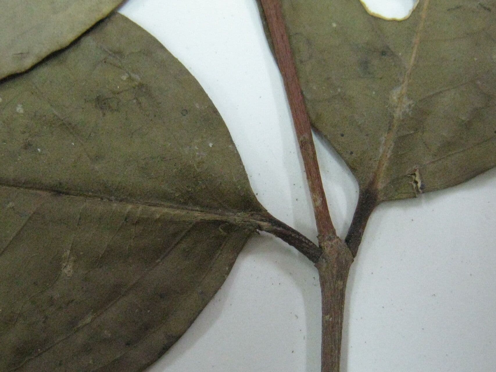 Eugenia 4