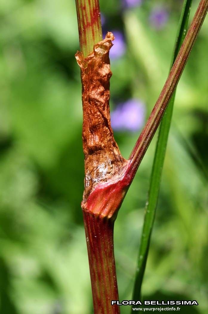 Alpen-Ampfer 22