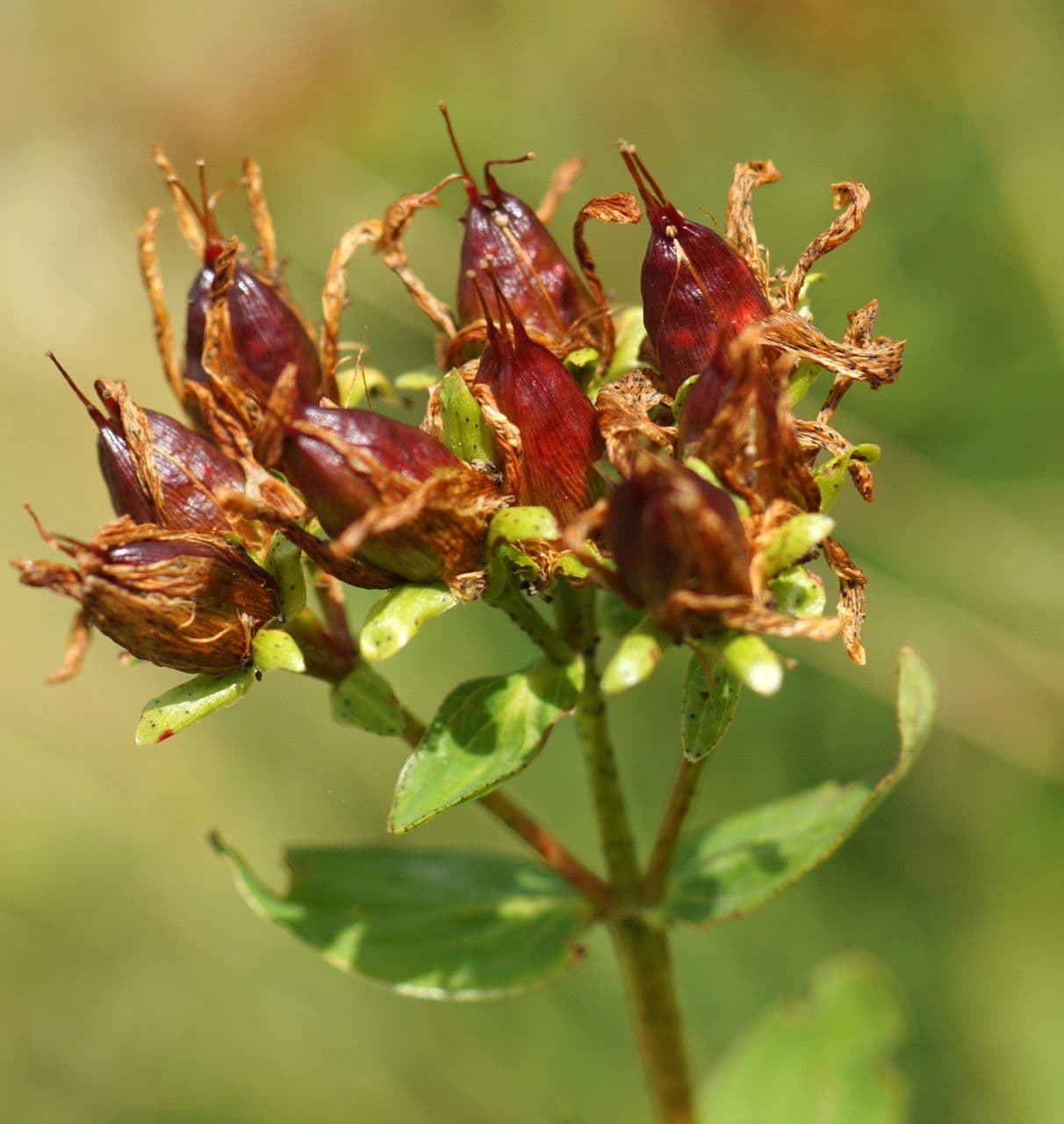 Millepertuis maculé 3