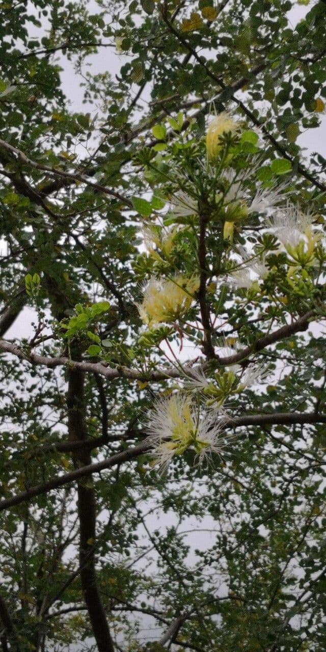 Albizia anthelmintica 4