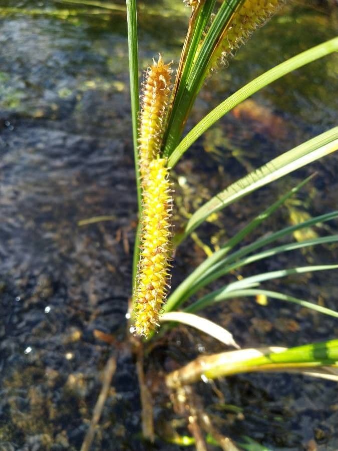 Carice rostrata 10