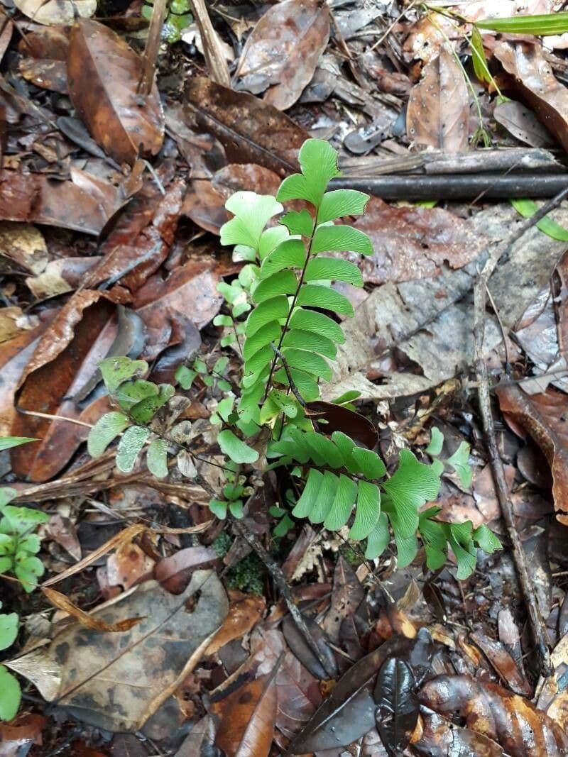 Lindsaea schomburgkii 2