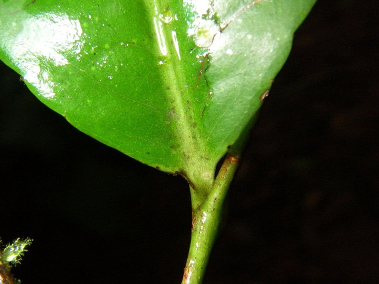 Sacoglottis 21