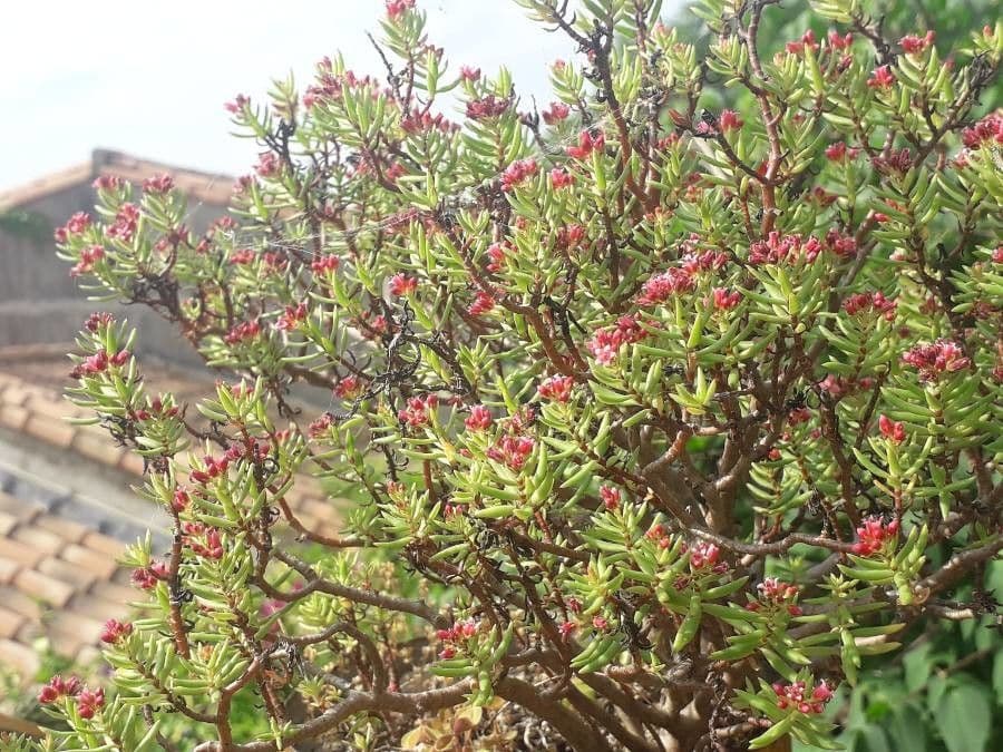 Crassula 6