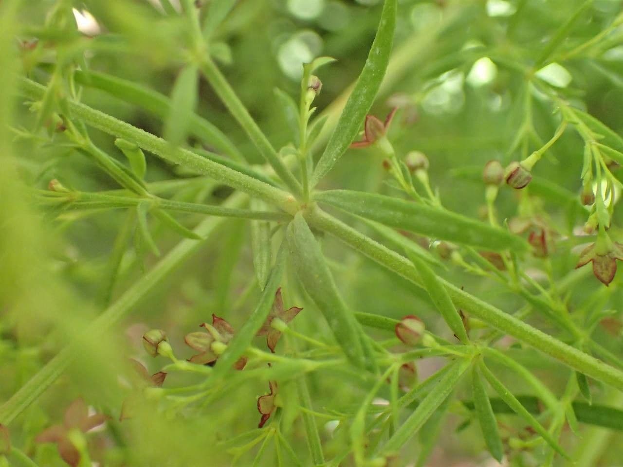 Asperula purpurea 12