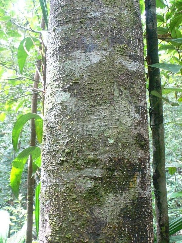Licania 10