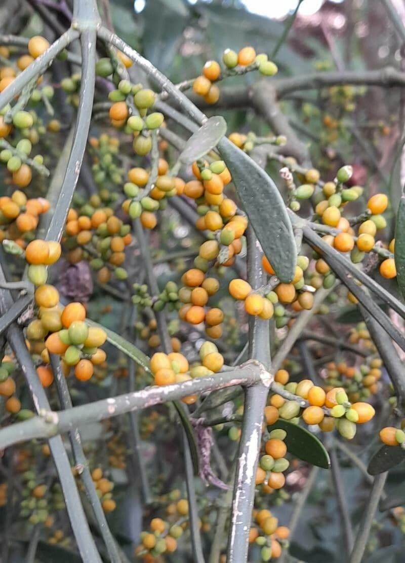 Phoradendron 5
