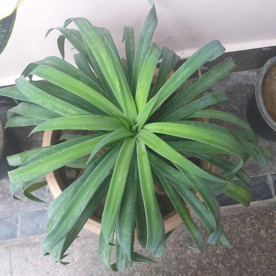 Furcraea di Parmentier 5