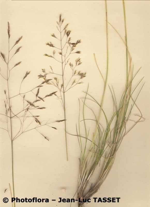 Deschampsia media 11
