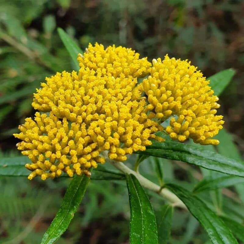 Flaveria lineare
