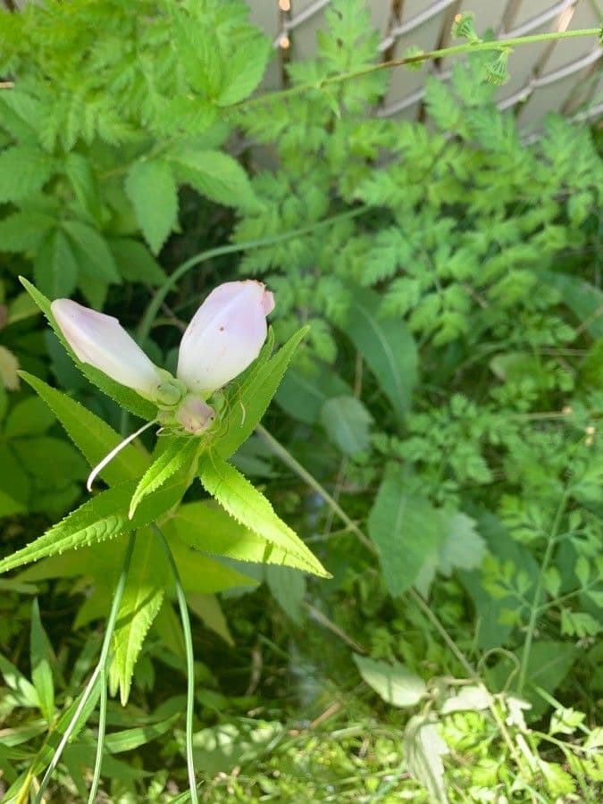 Chelone glabra 2
