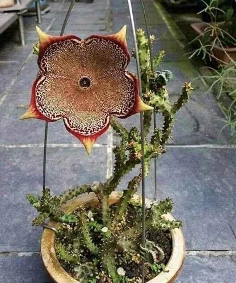 Edithcolea 6