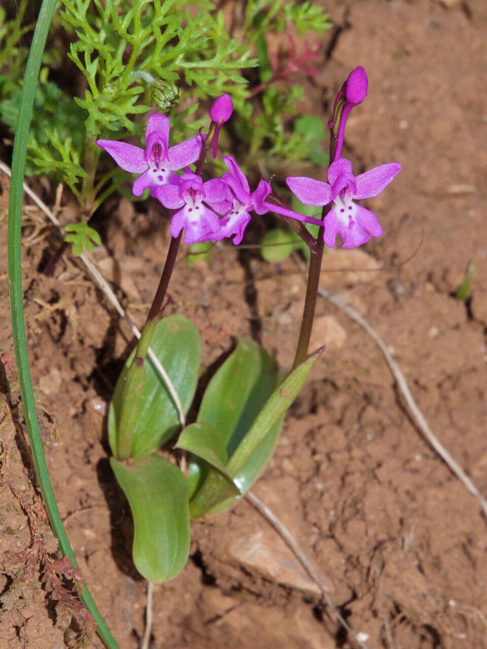 Orchide a quattro macchie 13