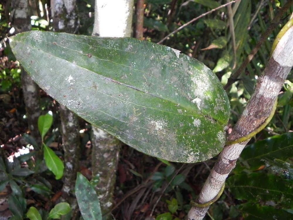 Clematepistephium 13