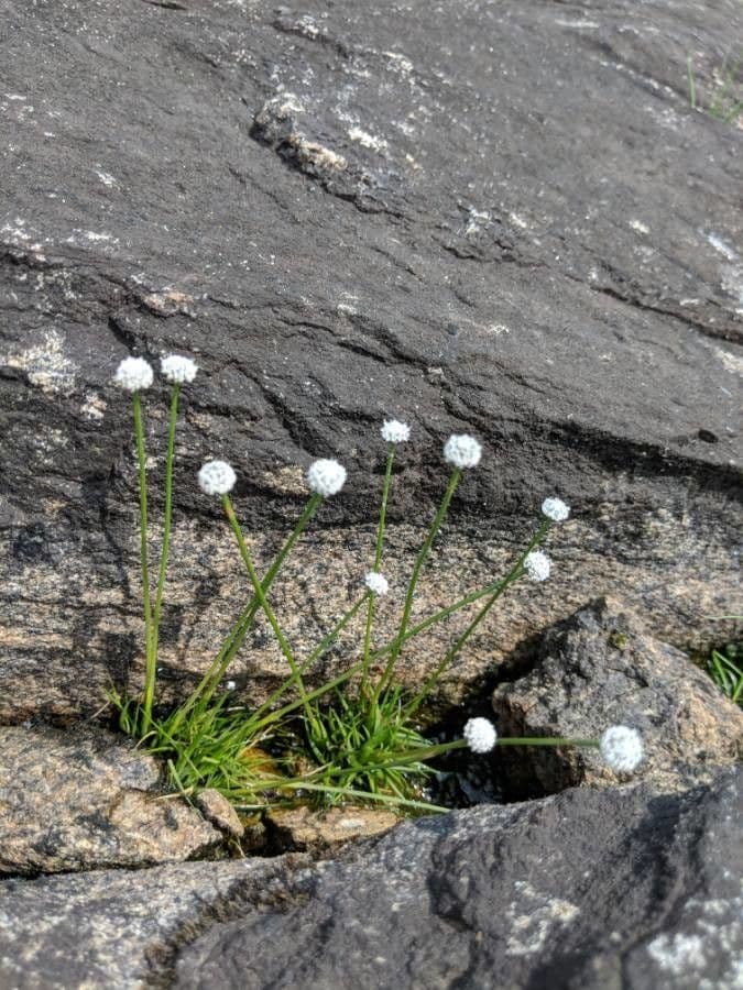 Eriocaulon acquatico 4