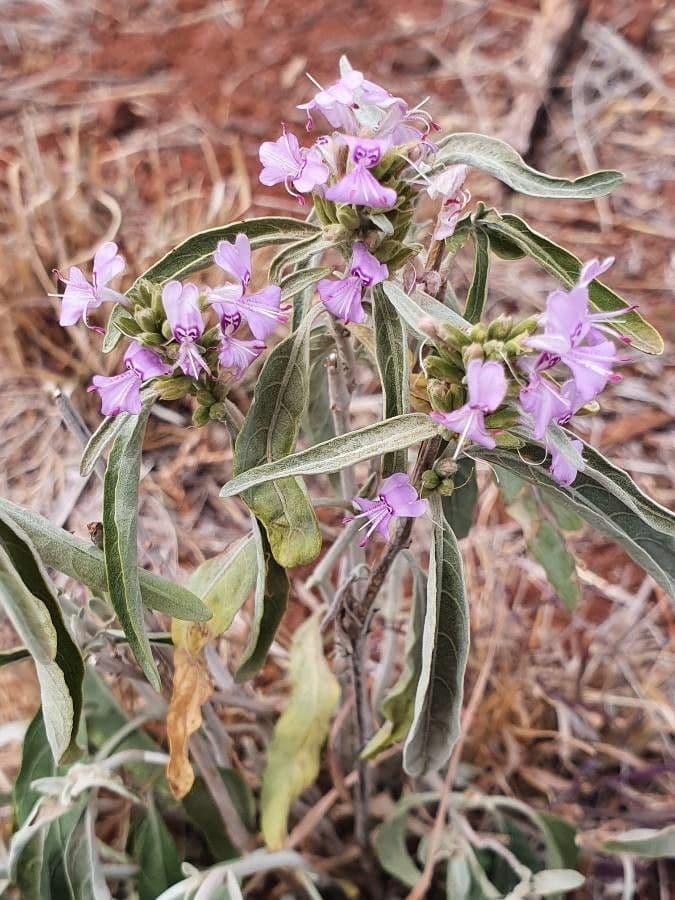 Hypoestes aristata 4