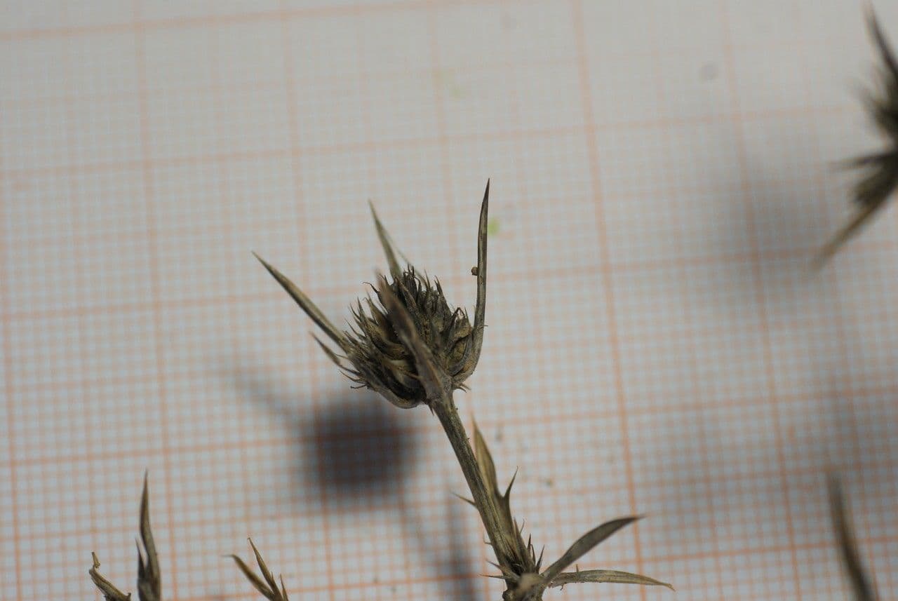 Panicaut 5
