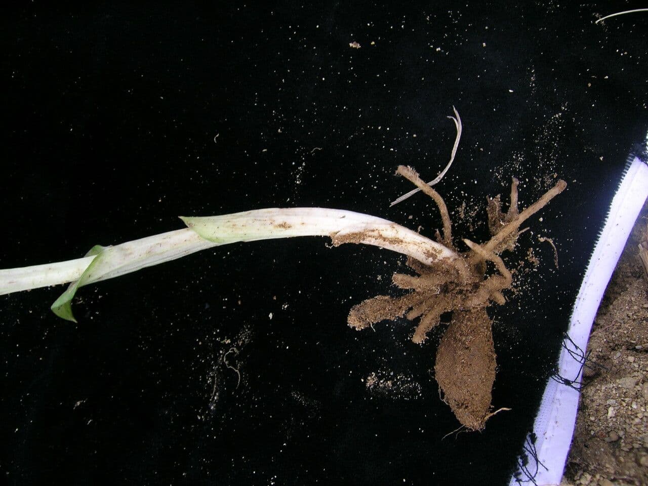 Habenaria 6