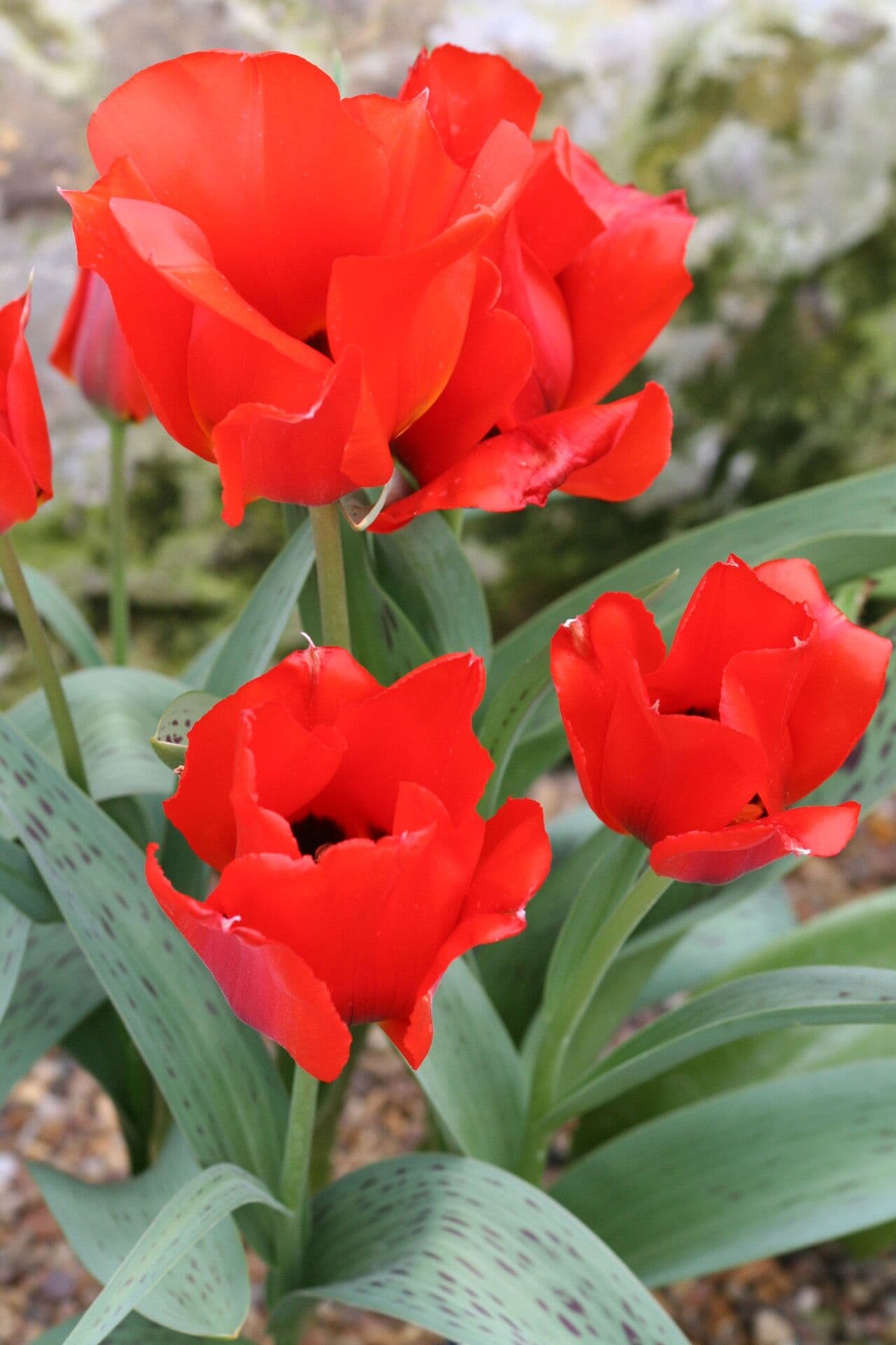 Tulipano 3
