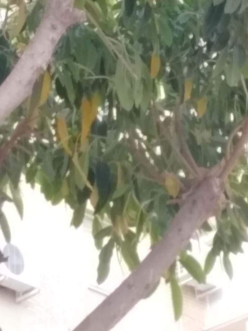 Mahoń senegalski 4