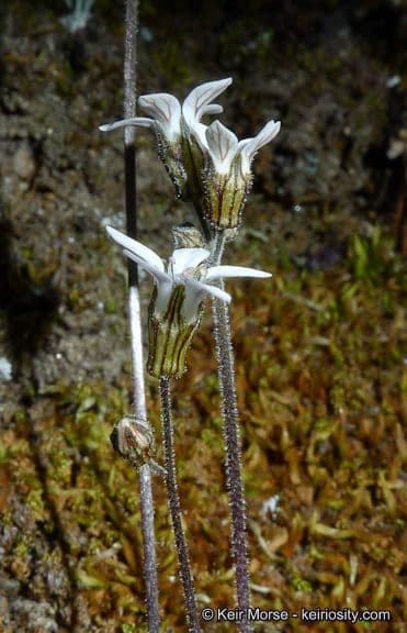 Jepsonia parryi 9