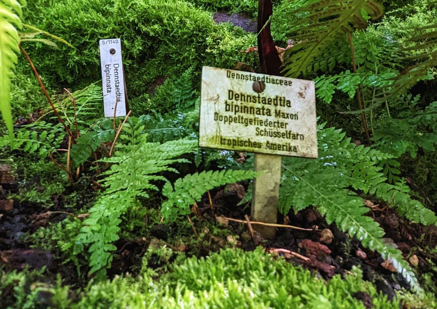 Dennstaedtia