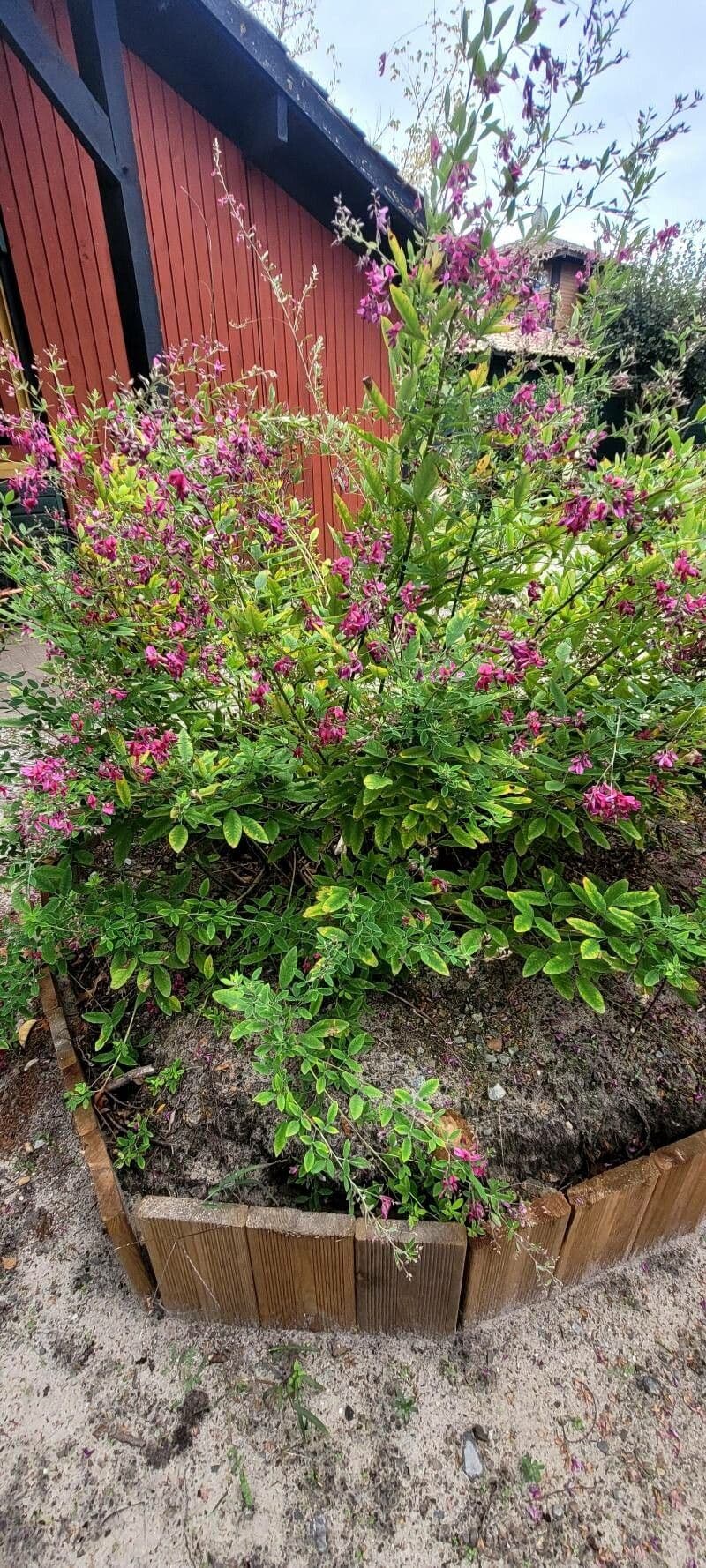 Lespedeza bicolore 13