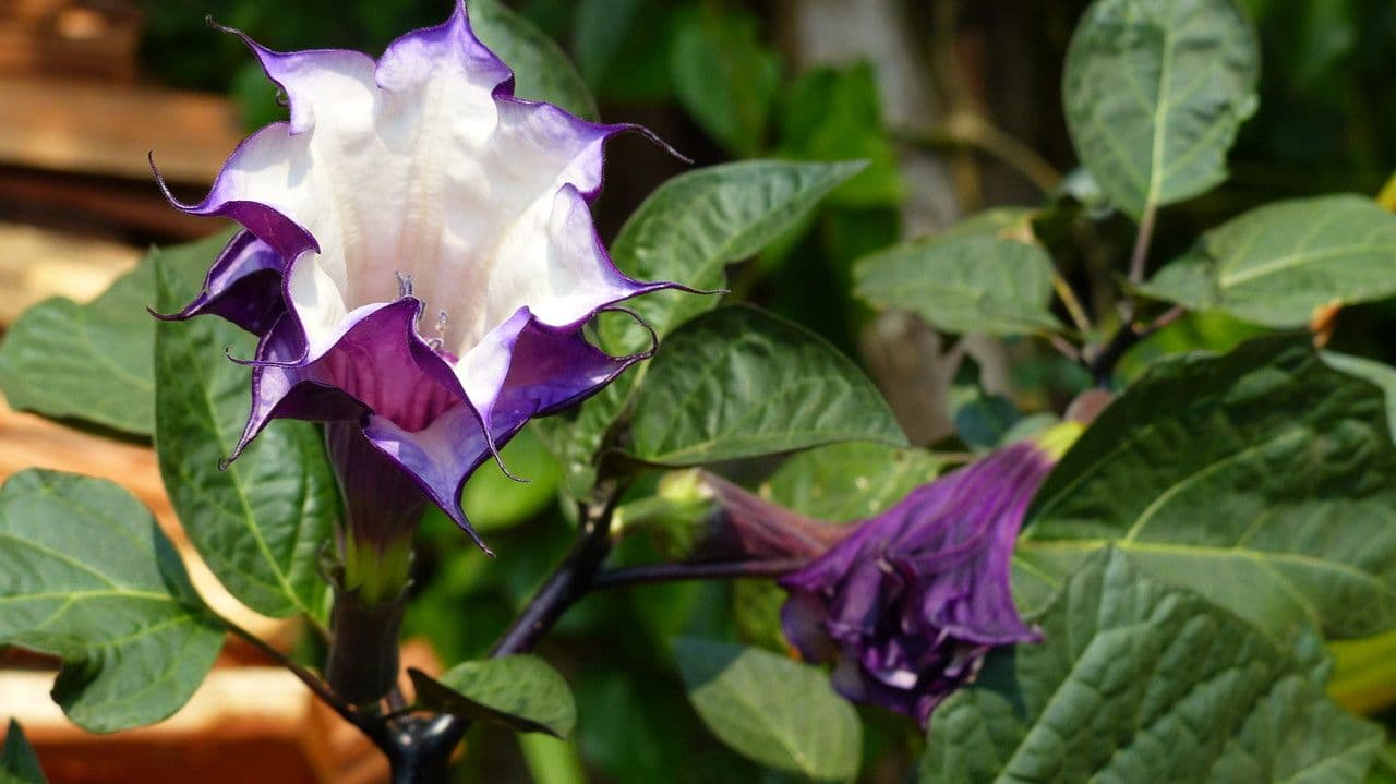 Datura metel 8