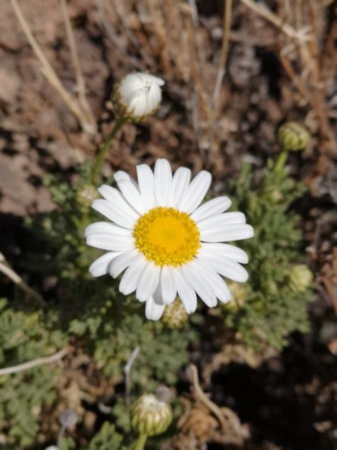 Argyranthemum