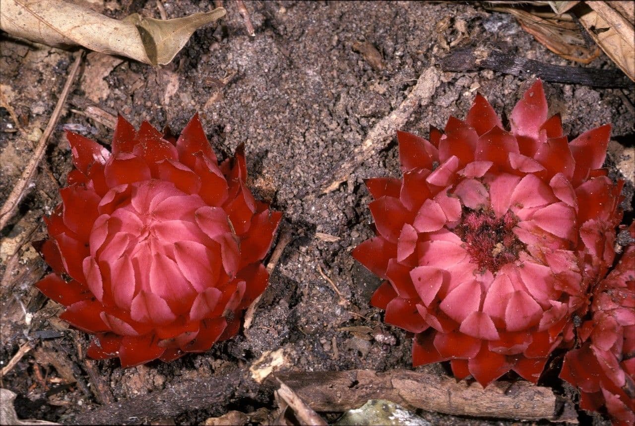 Thonningia