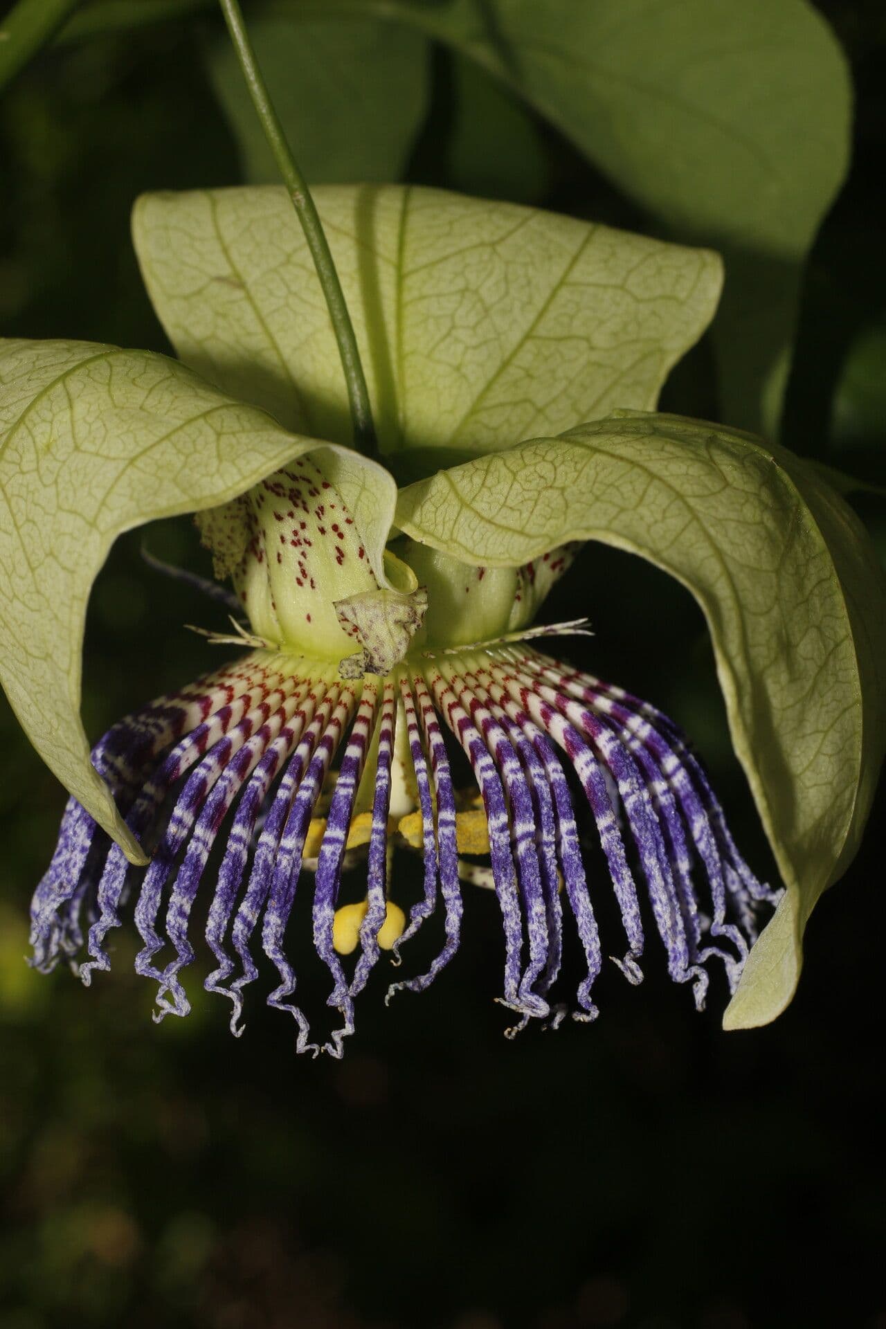 Passiflora 10