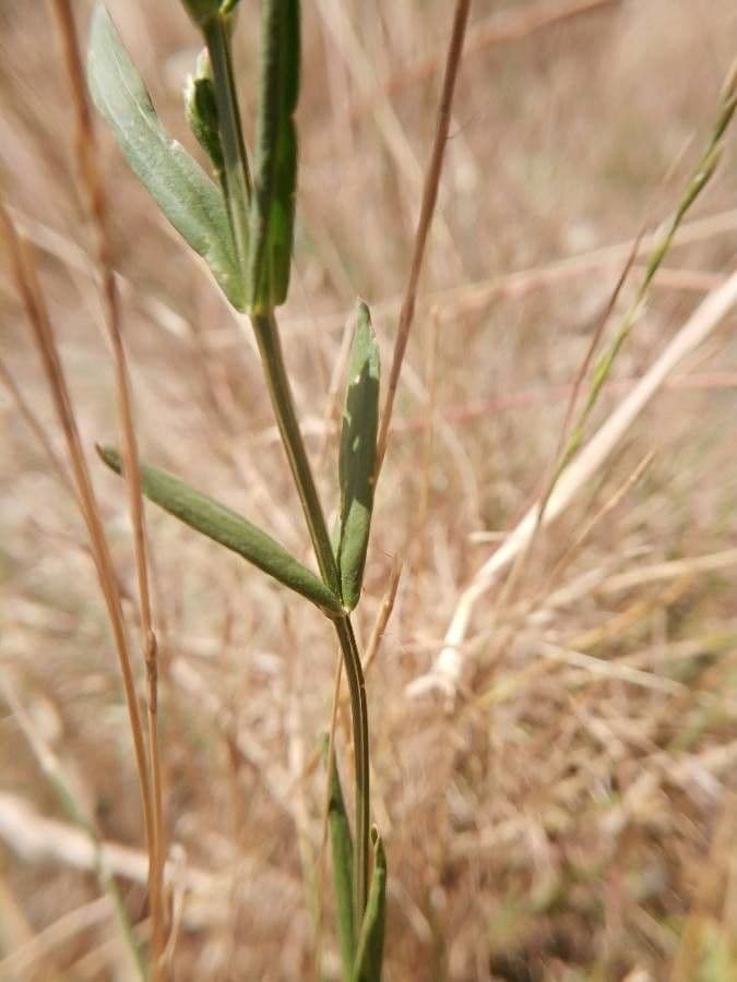 Centaurella tenuiflora 11