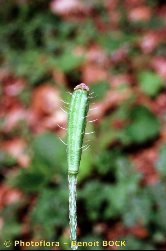 Sand-Mohn 23