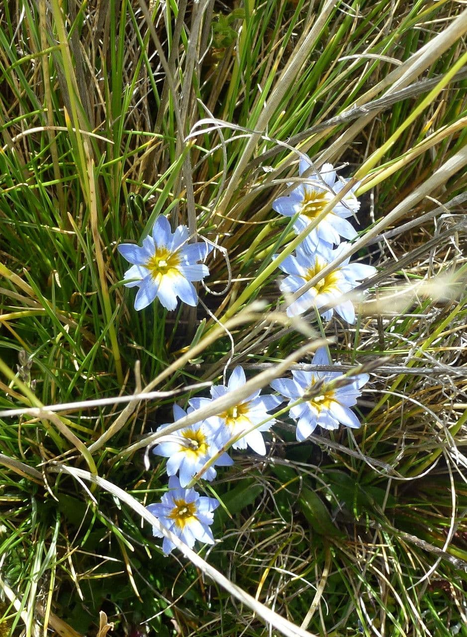 Genziana sedifolia 9