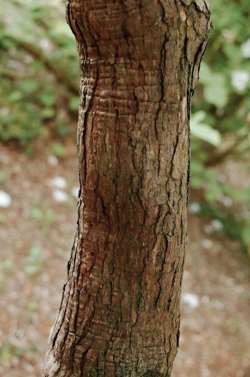 Rhododendron 20