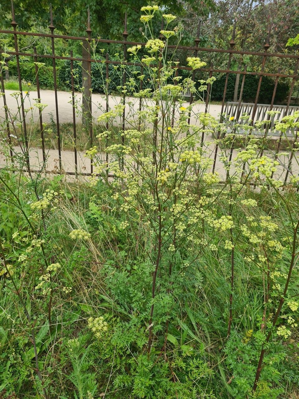 Rosskümmel 15