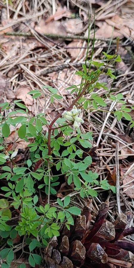 Corydalis claviculata 4