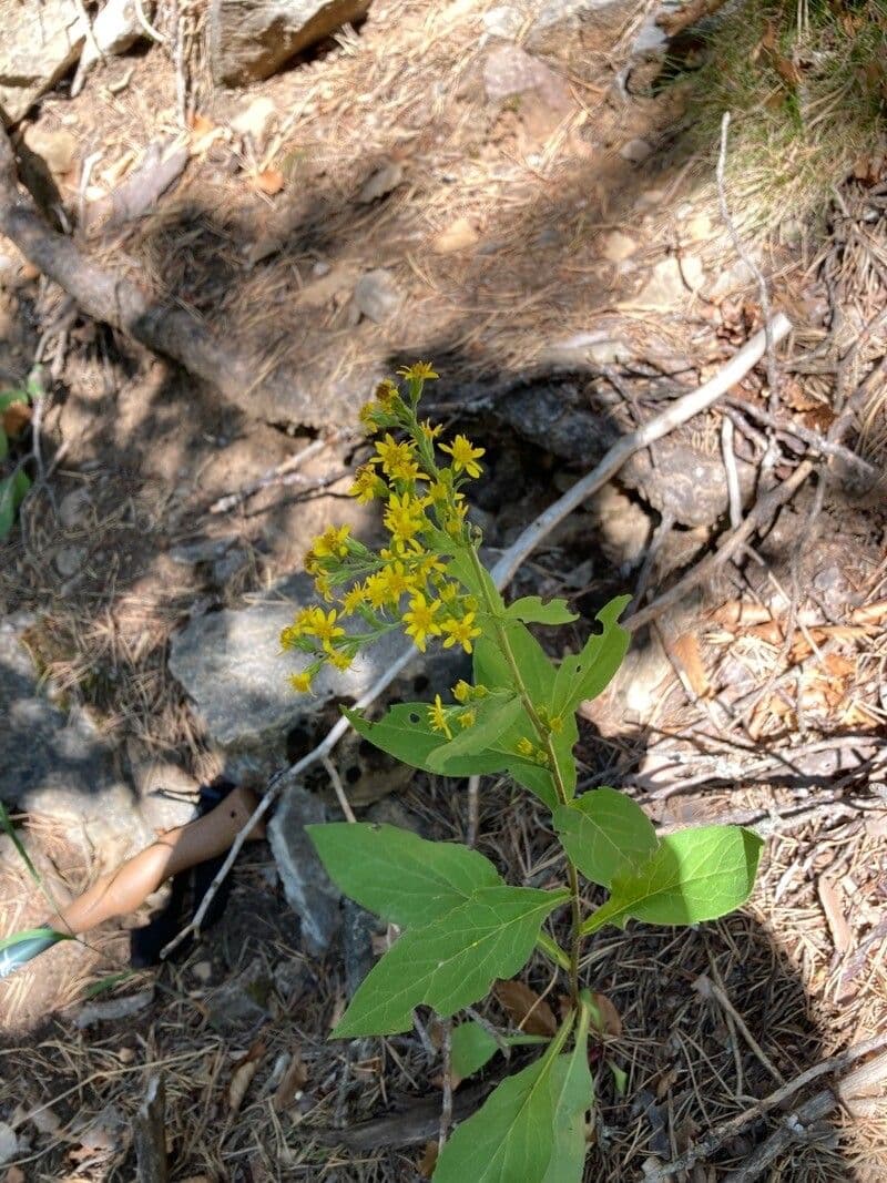 Solidago picciolata 4
