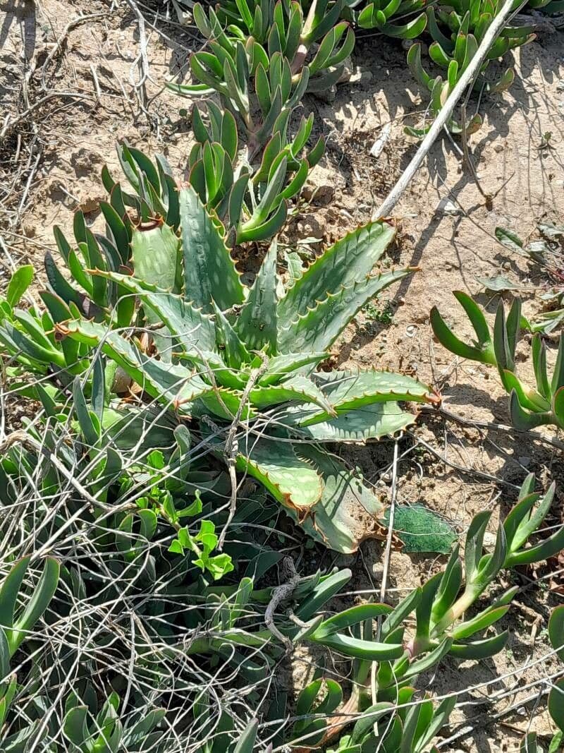 Aloe 11