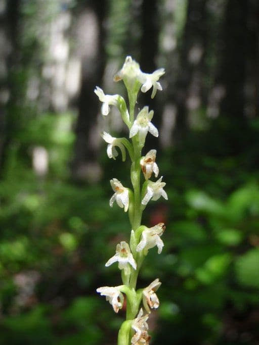 Platanthera