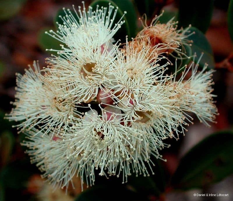 Syzygium 3