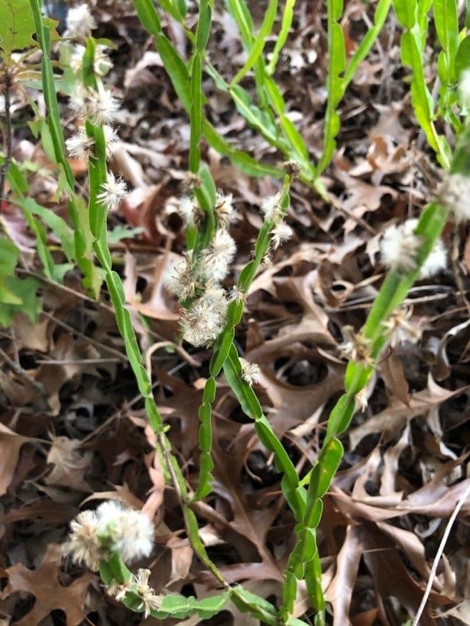 Baccharis trimera 7