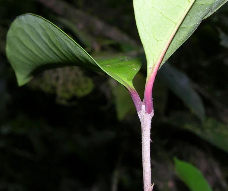 Ixora nicaraguense 14
