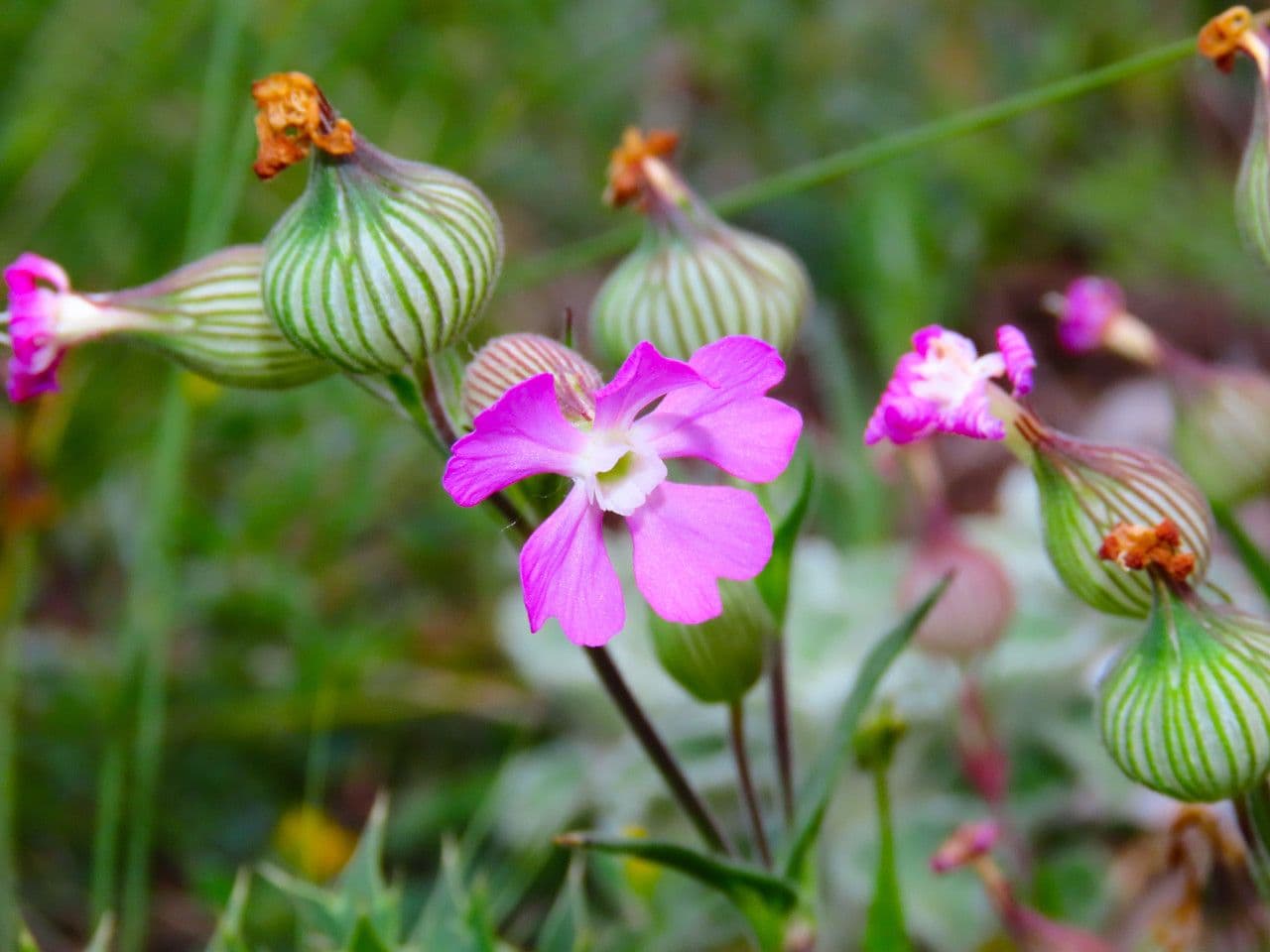 Silene conica 6