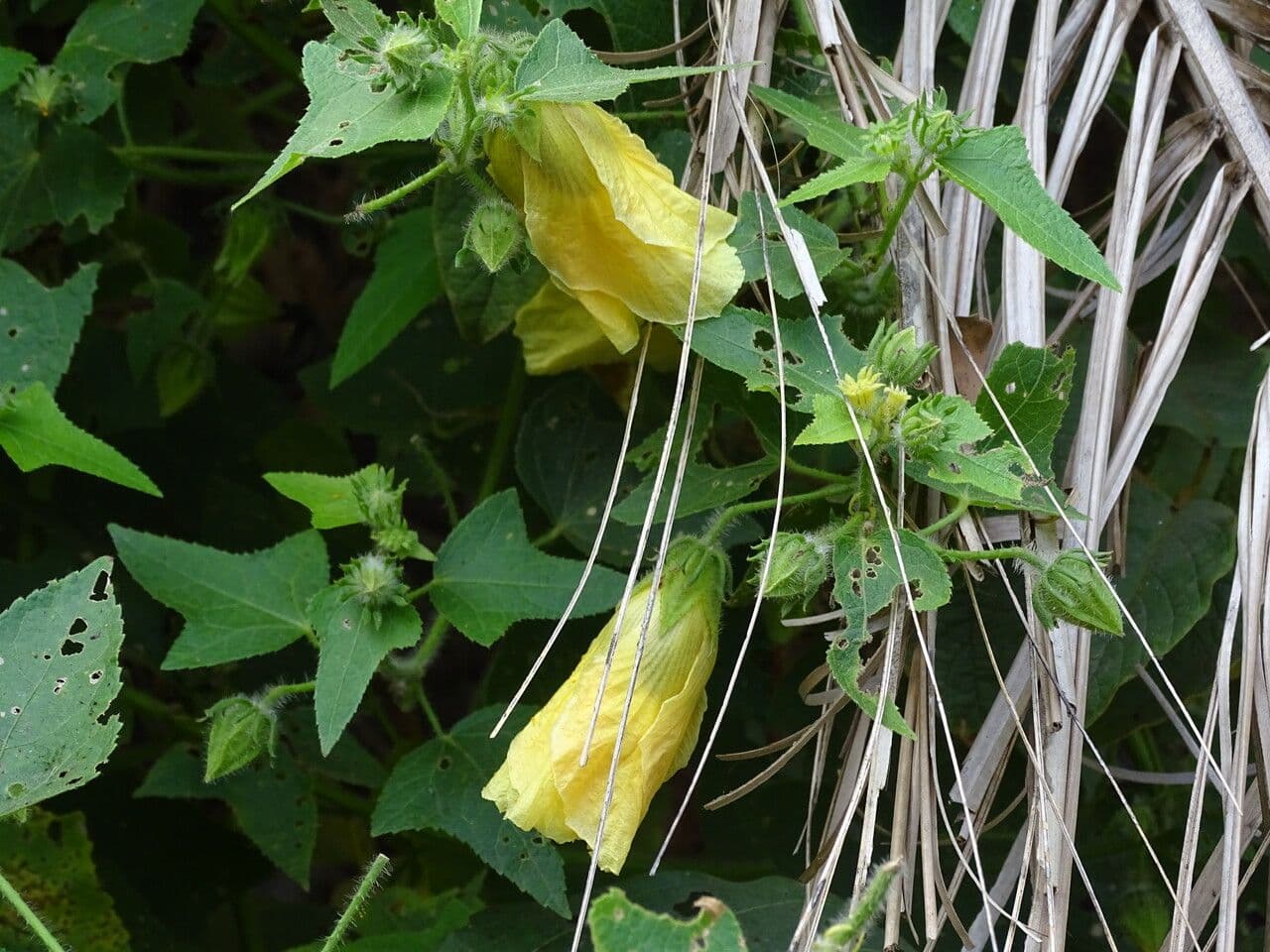 Hibiscus 3