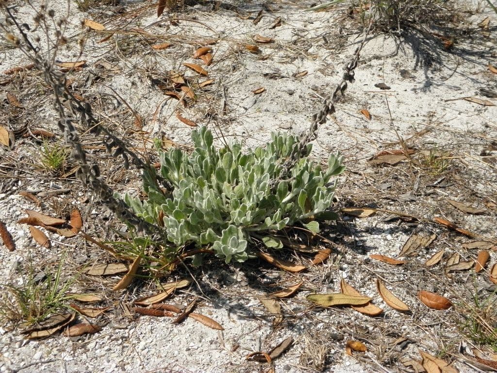 Chrysopsis 3
