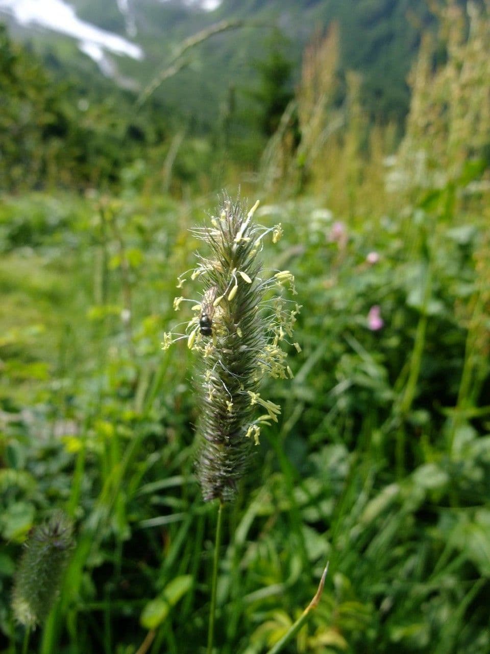 Codolina alpina