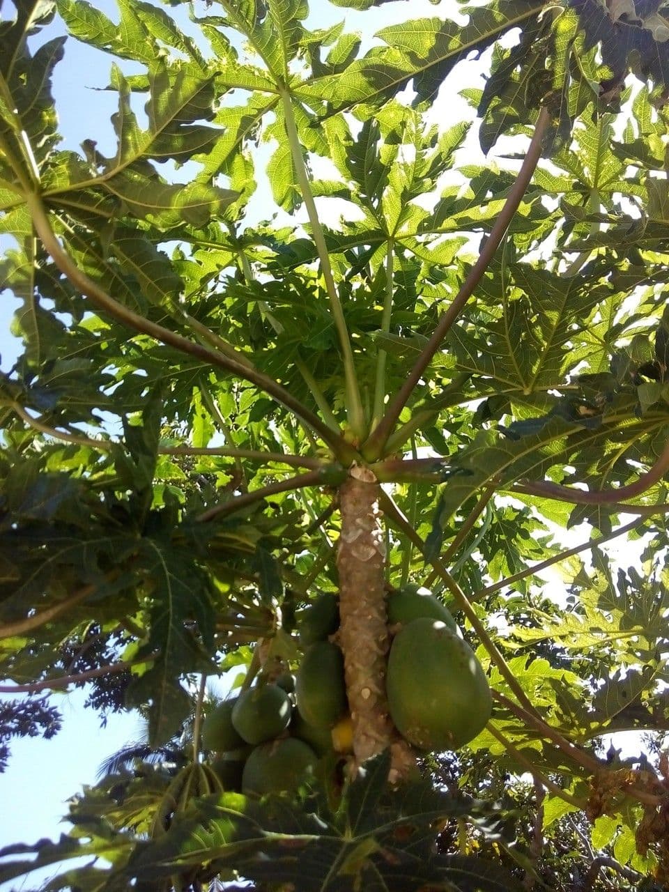 Papaya 28