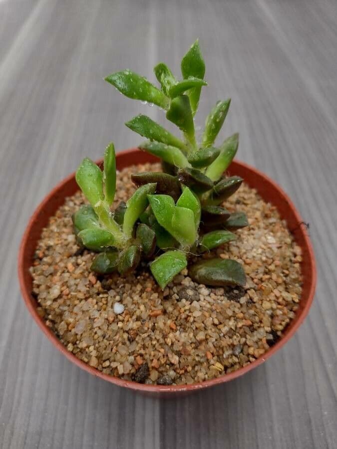 Anacampseros 9
